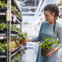 plantas Ikea disponibles en internet