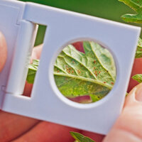 How to beat the red spider mite on plants?