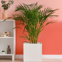 How to grow an areca palm indoors? All care tips!
