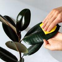 How to clean the leaves of my houseplants?