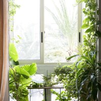 How much light does a houseplant need?