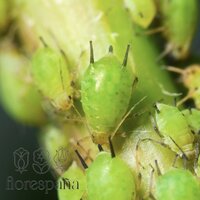 The best remedies to get rid of aphids on your plants