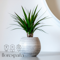 Dracaena: Complete guide to caring for and keeping your healthy indoor