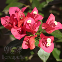 This is how to keep your Bougainvillea vibrant and in full flower!