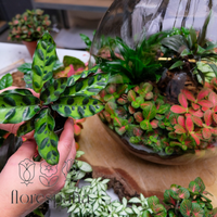 ¡Así es como cuidas un terrario con plantas!