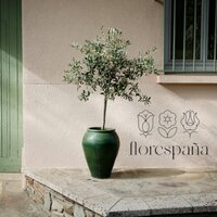 All essential steps to follow for a healthy olive tree in pot