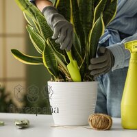 Complete guide to caring for Sansevieria
