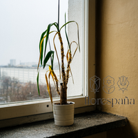 7 razones por las que tus plantas de interior se mueren (y cómo evitarlo)