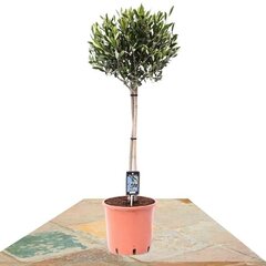 OLIVO COPA 90CM (OLEA EUROPAEA)