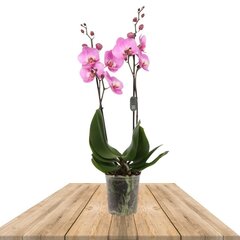 ORQUÍDEA ROSA 2 RAMAS 70CM