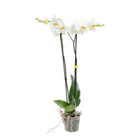 GIANT WHITE ORCHID 70CM (PHALAENOPSIS)