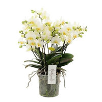 WHITE ORCHID 'BELLISSIMO' BOUQUET VERSION 50CM (PHALAENOPSIS)