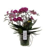 PURPLE ORCHID 'BELLISSIMO' BOUQUET VERSION 50CM (PHALAENOPSIS)