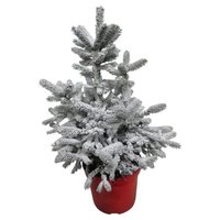 PICEA ABIES NATURAL NEVADA 70CM - ÁRBOL DE NAVIDAD