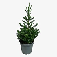 PICEA ABIES WILL'S ZWERG 50CM - ÁRBOL DE NAVIDAD