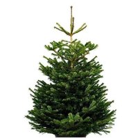 ÁRBOL DE NAVIDAD NATURAL ABETO NORMANDÍA 150-175CM CON PIE (ABIES NORDMANNIANA)