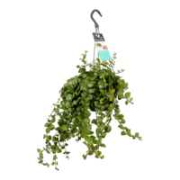 ACHINANTO PLANTA COLGANTE (AESCHYNANTHUS 'PINK POLKA')