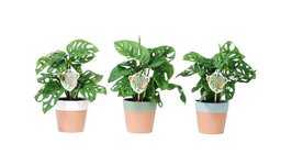 TRIO OF MONKEY LEAF PLANT IN POTTERY (3x MONSTERA OBLIQUA)