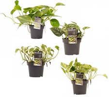 PACK POTO LOVER OF 4 DIFFERENT POTOS