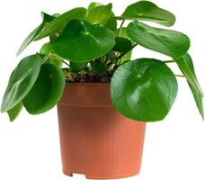 CHINESE MONEY PLANT 20CM ↕ & 12CM Ø (PILEA PEPEROMIOIDES)