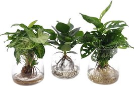 MIX PLANTAS HIDROPÓNICAS EN CRISTAL (SYNGONIUM, CLUSIA, MONSTERA)