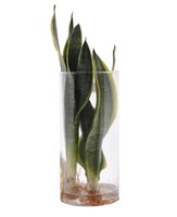SANSEVIERIA EN CRISTAL (PLANTA HIDROPÓNICA)