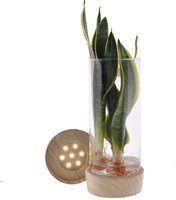 SANSEVIERIA IN GLASS WITH LED (HYDROPONIC PLANT)
