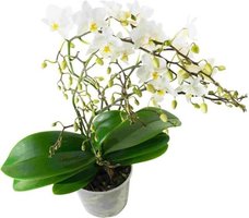 WHITE ORCHID SOFT CLOUD 50CM (PHALAENOPSIS MULTIFLORA)