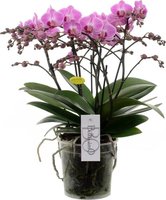 PINK ORCHID 'BELLISSIMO' BOUQUET VERSION 50CM (PHALAENOPSIS)