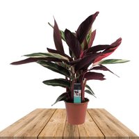 CALATEA TRIOSTAR 70CM (CALATHEA STROAMANTHE TRIOSTAR)