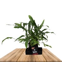 'LOVA' KANGAROO FOOT FERN VOLCANIC STONE (MICROSORUM DIVERSIFOLIUM)