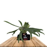 'LOVA' STAGHORN FERN VOLCANIC STONE (PLATICERUM)