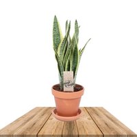 SANSEVIERIA LAURENTII IN TERRACOTTA POT (MOTHER-IN-LAW'S-TONGUE)