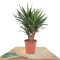 BIG YUCCA ELEPHANTIPES PLANT 105CM (YUCA)