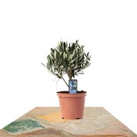 ARBOL OLIVO - ACEITUNO PEQUEÑO 21CM (OLEA EUROPAEA)