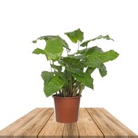 PRAYER PLANT MOSAIC 40CM (CALATHEA NETWORK)