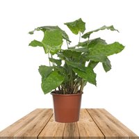 NETWORK PRAYER PLANT 50CM (CALATHEA VEITCHIANA MUSAICA)