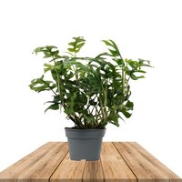 FILODENDRO TROPHY 45CM (RHAPHIDOPHORA TETRASPERMA)