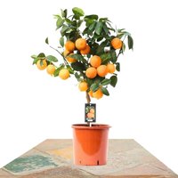ÁRBOL CÍTRICO NARANJO ROJO 70CM (CITRUS RED LIME)