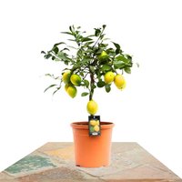 ÁRBOL LIMONERO MEYER 80CM (CITRUS LIMON MEYERI)
