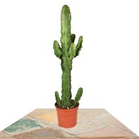 CACTUS EUPHORBIA ERITREA DE 75CM (EUPHORBIA ERYTHRAEAE)