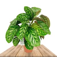 CALATHEA FLAMESTAR 70CM