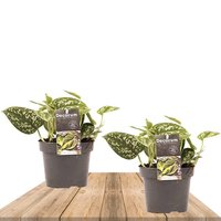 DUO POTO PLATEADO 15CM (2x SCINDAPSUS PICTUS TREBIE)