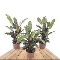 TRIO DE CALATHEA RUFIBARBA 32CM (3x CALATHEAS)