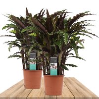 DUO OF CALATHEA RUFIBARBA ELGERGRASS 60CM (2X CALATHEAS)
