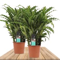 DUO OF CALATHEA RUFIBARBA BLUEGRASS 60CM (2X CALATHEAS)