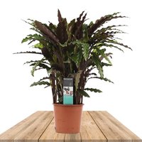 CALATHEA RUFIBARBA ELGERGRASS 55CM