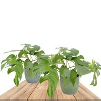 DUO DE COSTILLA DE ADÁN EN MACETEROS (2x MONSTERA MINIMA)