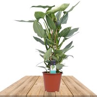 ESPADA DE PLATA - FILODENDRO ASTADO 70CM (PHILODENDRON HASTATUM)