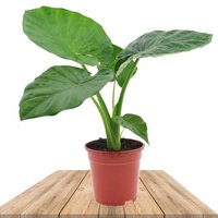 ELEPHANT EARS PLANT MACRORRHIZOS 60CM (GIANT TARO)